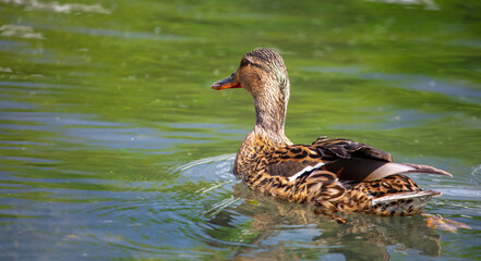 Portrait of a duck floating on the water