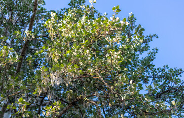 White fluff on the branches of poplar in the summer