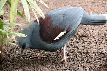 Western crowned pigeon eating. Also known as Goura cristata, common crowned pigeon or blue crowned pigeon. 