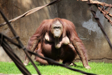 Female Bornean orangutan (Pongo pygmaeus) © jimenezar