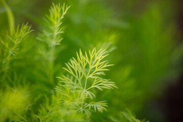 Close up of green leaves of dill.