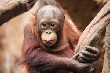 Baby of Bornean orangutan (Pongo pygmaeus) © jimenezar