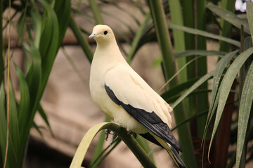 Pied imperial pigeon (Ducula bicolor) is a relatively large, pied species of pigeon. 