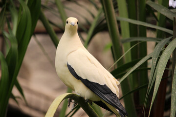 Pied imperial pigeon (Ducula bicolor) is a relatively large, pied species of pigeon. 