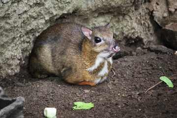 Java mouse-deer (Tragulus javanicus), a species of even-toed ungulate in the family Tragulidae