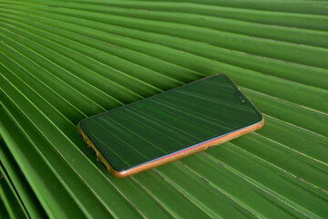 pattern, texture of palm  leaf.