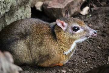 Java mouse-deer (Tragulus javanicus), a species of even-toed ungulate in the family Tragulidae