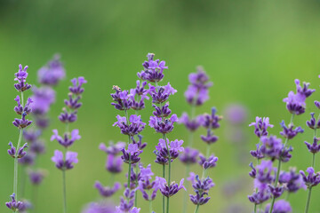 Obraz premium Lavender flower on the field.