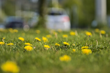 Beautiful closeup low ground view of spring yellow dandelion (Taraxacum officinale) flowers on the...