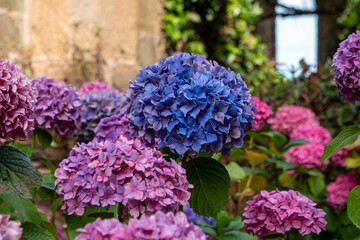 Hortensia
