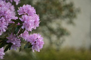 Beautiful closeup view of spring purple wild rhododendron blooming flowers, Ballinteer, Dublin, Ireland. Soft and selective focus. Ireland wildflowers. Copy space