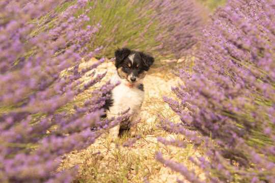 Jeune chienne mini berger am&eacute;ricaine 