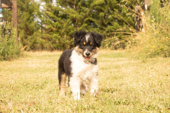 Jeune chienne mini berger am&eacute;ricaine 