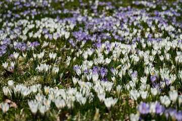 Krokusbl&uuml;te am H&uuml;ndle