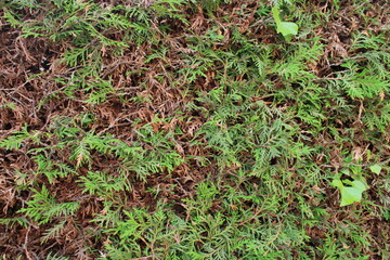 Hedge Texture