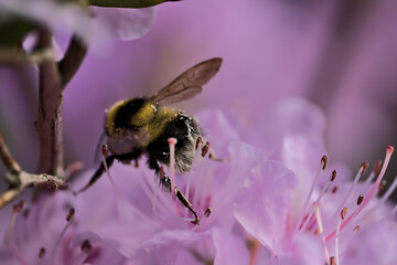 Beautiful spring macro view of bumble bee (Bombus), efficient pollinator, collecting pollen from purple wild rhododendron blooming flowers, Ballinteer, Dublin, Ireland. Soft and selective focus