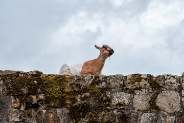 Chèvres à Tonquedec