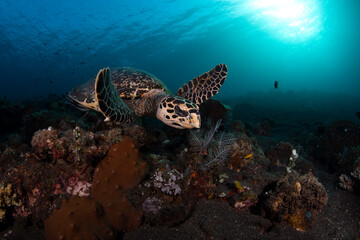 Fototapeta na wymiar Hawksbill Turtle - Eretmochelys imbricata. Underwater world of Tulamben, Bali, Indonesia.
