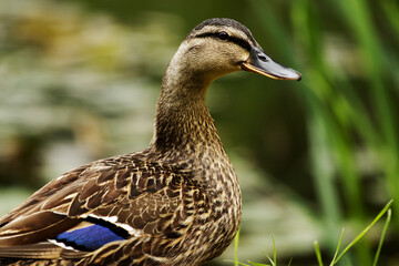 Brown female mallard duck on a green grass background