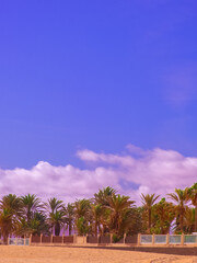 Fototapeta premium Stylish fashion tropical wallpaper. Travel concept. Canary island. Minimalist aesthetic