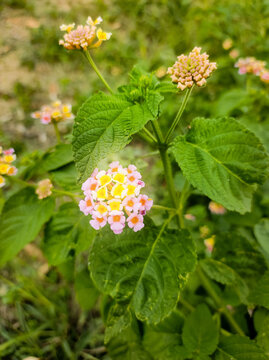 flower in the garden.