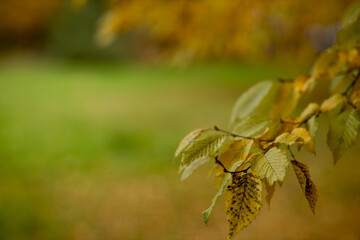 Fall, autumn, leaves background. A tree branch with autumn leaves on a blurred background. Landscape in autumn season