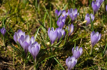 Krokusbl&uuml;te am H&uuml;ndle
