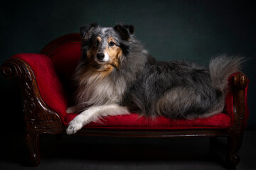 Cute shetland sheepdog lying on a red sofa with dramatic stillife light