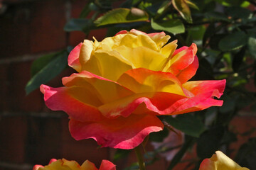 Rose orange