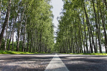 Empty asphalted road lane between Birch trees bottom view in perspective at Sunny summer day,...