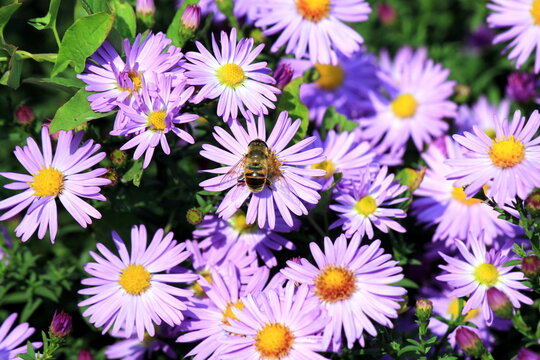 Honey bee collects pollen on a beautiful purple flower. Apis Mellifera, European or Western bee in spring and summer in the garden, Nature background, close-up