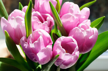 Bouquet of beautiful pink tulips for background use, spring card