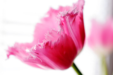Close-up of a pink tulip. Fringed tulip. Botany