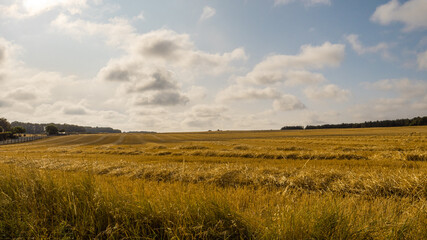 Champs de bl&eacute;