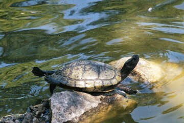 Fototapeta premium Large water turtles in a pond in the Parque del Retino in Madrid, 2011