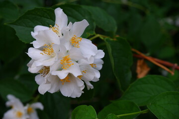 A branch of a blossoming tree. 4k