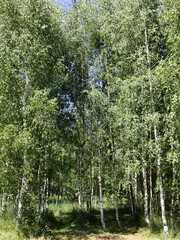 Fototapeta premium Beautiful young birch grove glade with green foliage at Sunny summer day, ecological Russian natural landscape