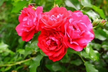 Red roses on a blurred background. Nature. Plants.
