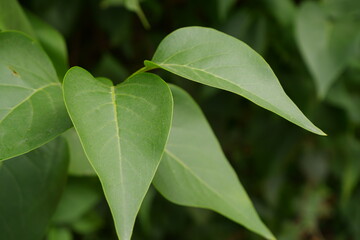 Obraz premium Green wet leaf on the branches on a blurred background.