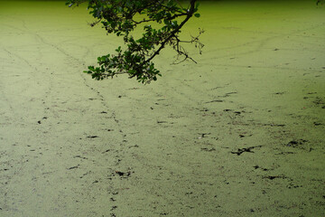 Blooming pond. Blooming in the pond. 