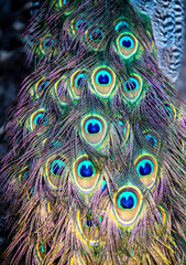 Close up perspective of colourful and vibrant peacock feathers and plumage