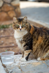 A tricolor fluffy homeless cat with green eyes sits on the street near a box of water and looks at the camera.