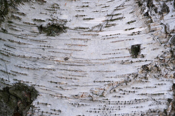 Tree bark. Tree bark texture. Background.