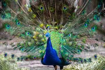 Vibrant and colourful Peacock showing off its beautiful plumage