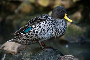 Close up of yellow-billed duck besides a lake. A common resident and nomad through Africa’s freshwater wetlands