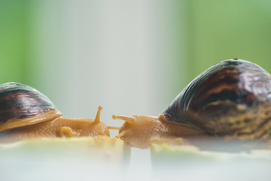 Two young snails are eating zucchini. Akhatina fulika. A giant African land snail. Pets. The care and care of the Selective focus.