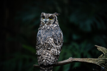 Spotted Eagle Owl perched up high upon a tree. Be careful what you say and do, this wise old owl of Africa is watching over you.