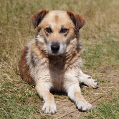 Naklejka na ściany i meble A red stray dog lies on the yellow grass at sunny autumn day