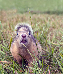 European gopher on the lawn is looking at camera.