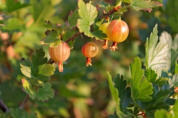 gooseberry berries hang on a green bush 